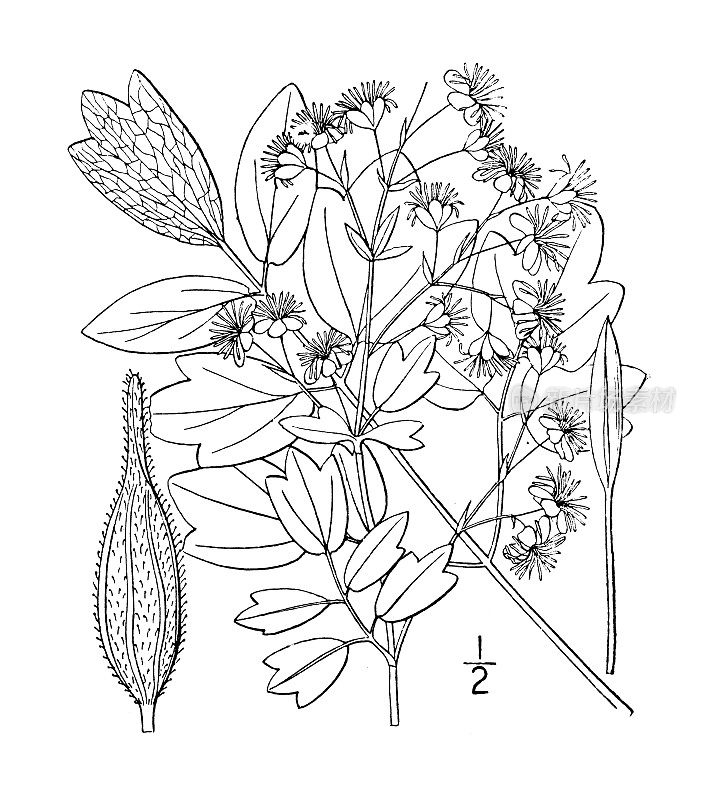 古植物学植物插图:紫花Thalictrum purpurascens，紫色草甸芸香